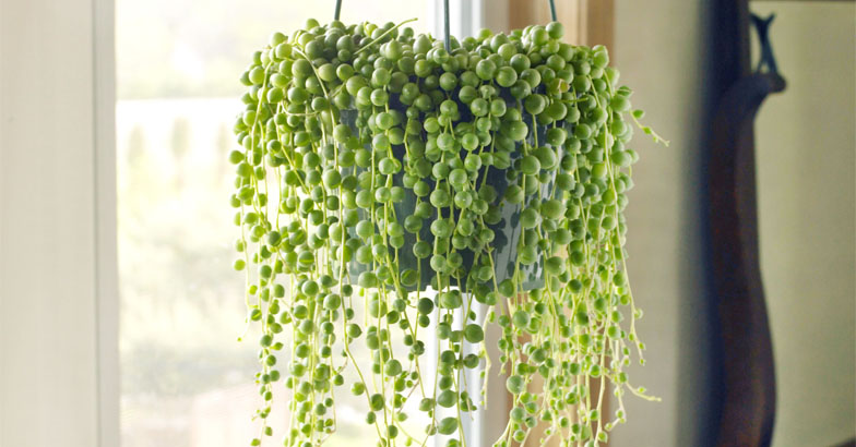 മുത്ത് തൂക്കിയിട്ട പോലെ ഇലകള്‍; അകത്തളത്തിന് അലങ്കാരമായി സ്ട്രിങ് ഓഫ് പേള്‍സ് 