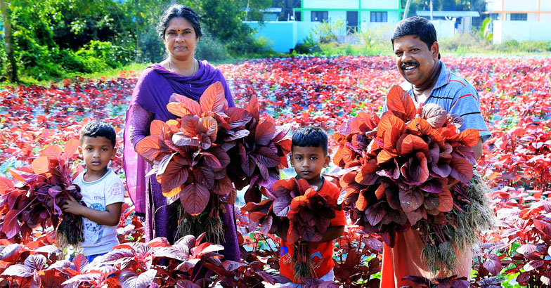 സുനിലിന്റെ കാര്‍ഷിക ജീവിതം 