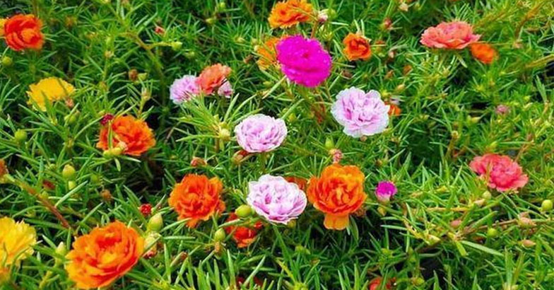 വെയിലൊന്നും പ്രശ്‌നമല്ല; പരിചരണം കുറച്ചു മതി: പൂക്കളം കളറാക്കാന്‍ ടേബിള്‍ റോസ്