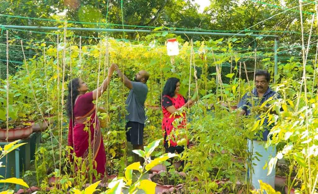 വേനലിനെ ചെറുത്ത് ടെറസില്‍ പച്ചക്കറി വളര്‍ത്താം