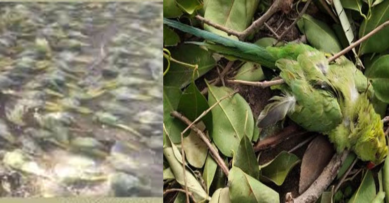 കൊടുംകാറ്റിനും മഴയ്ക്കും പിന്നാലെ  ചത്തത് 100 ഓളം തത്തകള്‍