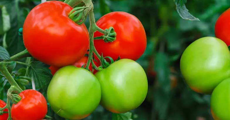 ചൂടില്‍ തളര്‍ന്ന് ചീരയും തക്കാളിയും : പരിഹാരമാര്‍ഗങ്ങള്‍ ഇവയാണ്