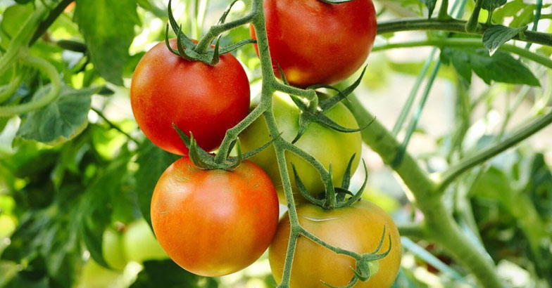  ഗ്രോബാഗില്‍ നിന്നു തക്കാളി വിളവെടുത്തു മടുക്കും