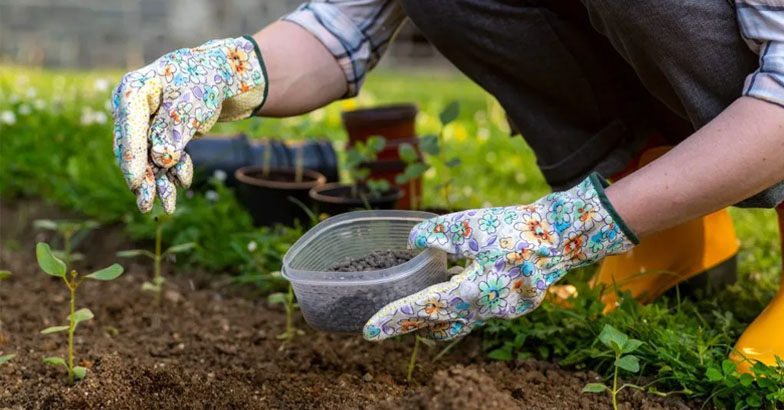 ചാണകം ലഭിക്കാന്‍ പ്രയാസമാണോ ;  പകരം ഈ വളങ്ങള്‍ ഉപയോഗിക്കൂ