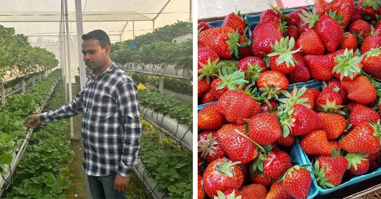 ഇസ്രായേല്‍ മാതൃക പകര്‍ത്തി ഉത്തര്‍പ്രദേശിലെ കര്‍ഷകന്‍ കൊയ്യുന്നത് ലക്ഷങ്ങള്‍