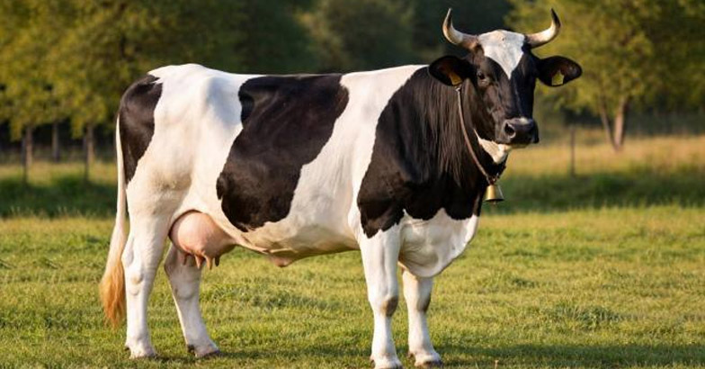 കരണ്‍ ഫ്രീസ്, വൃന്ദാവനി; ഇനി 'സിന്തറ്റിക് പശു'ക്കള്‍ വാഴും;  അത്യുല്‍പാദനശേഷിക്കൊപ്പം കാലാവസ്ഥ മാറ്റത്തെ അതിജീവിക്കും - വിശദമായി വായിക്കാം