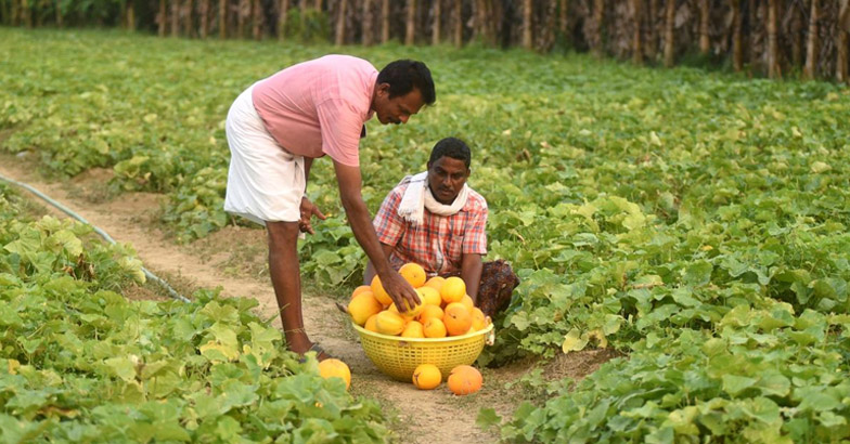 വിഷുക്കണിയും സദ്യയും ഉഷാറാക്കാന്‍  പച്ചക്കറിത്തോട്ടത്തില്‍ ശ്രദ്ധിക്കാം