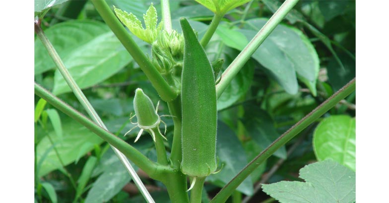 മഴയും വെയിലും മാറി വരുന്നു; വെണ്ടയില്‍  പച്ചത്തുള്ളന്റെ ശല്യം, കുരുമുളകില്‍ മഞ്ഞളിപ്പ്