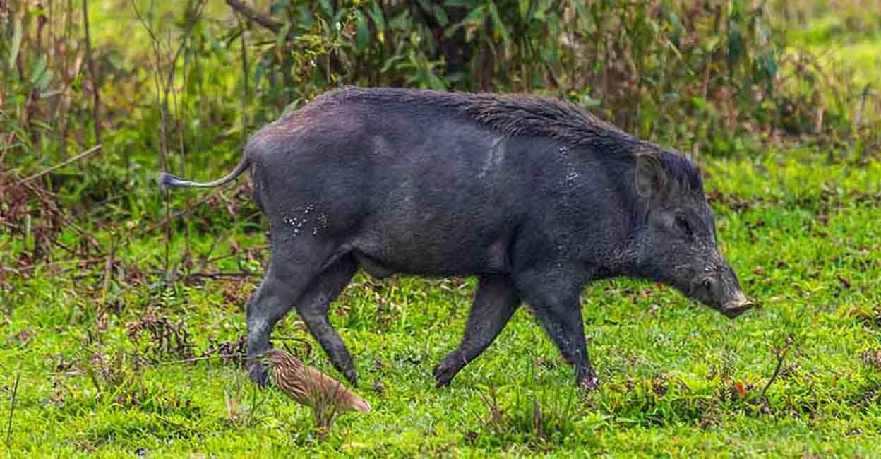 കാട്ടുപന്നിയെ ക്ഷുദ്രജീവിയായി പ്രഖ്യാപിക്കില്ല: കേരളത്തിന്റെ ആവശ്യം തള്ളി കേന്ദ്രം